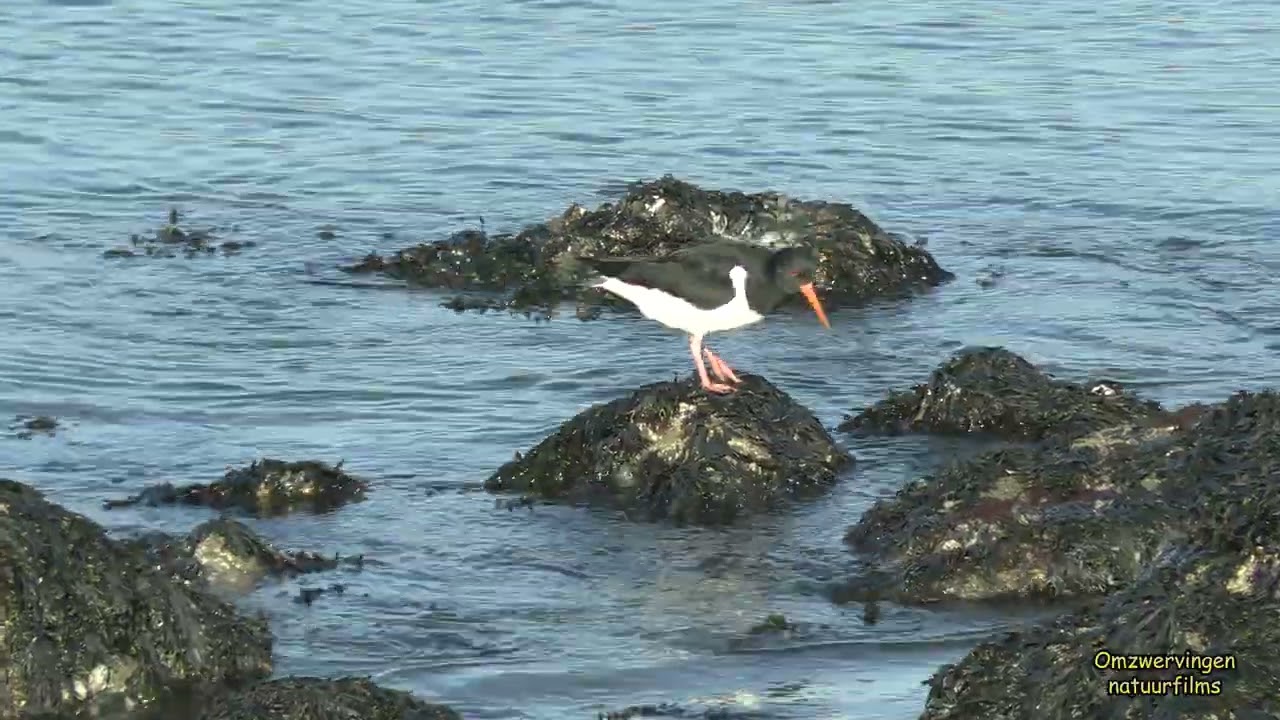 20260120 Een middag filmen op de Brouwersdam
