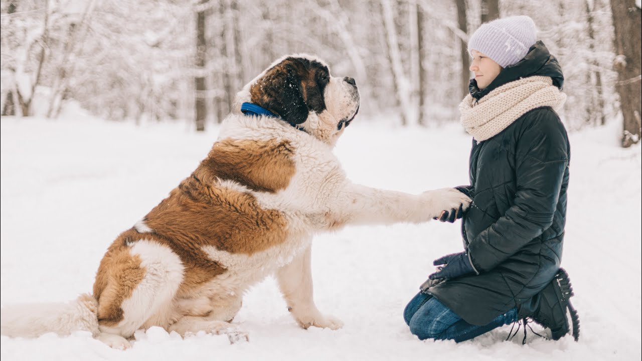 Катя и сенбернар Вермут 😍 | Видео к 5-ти летию