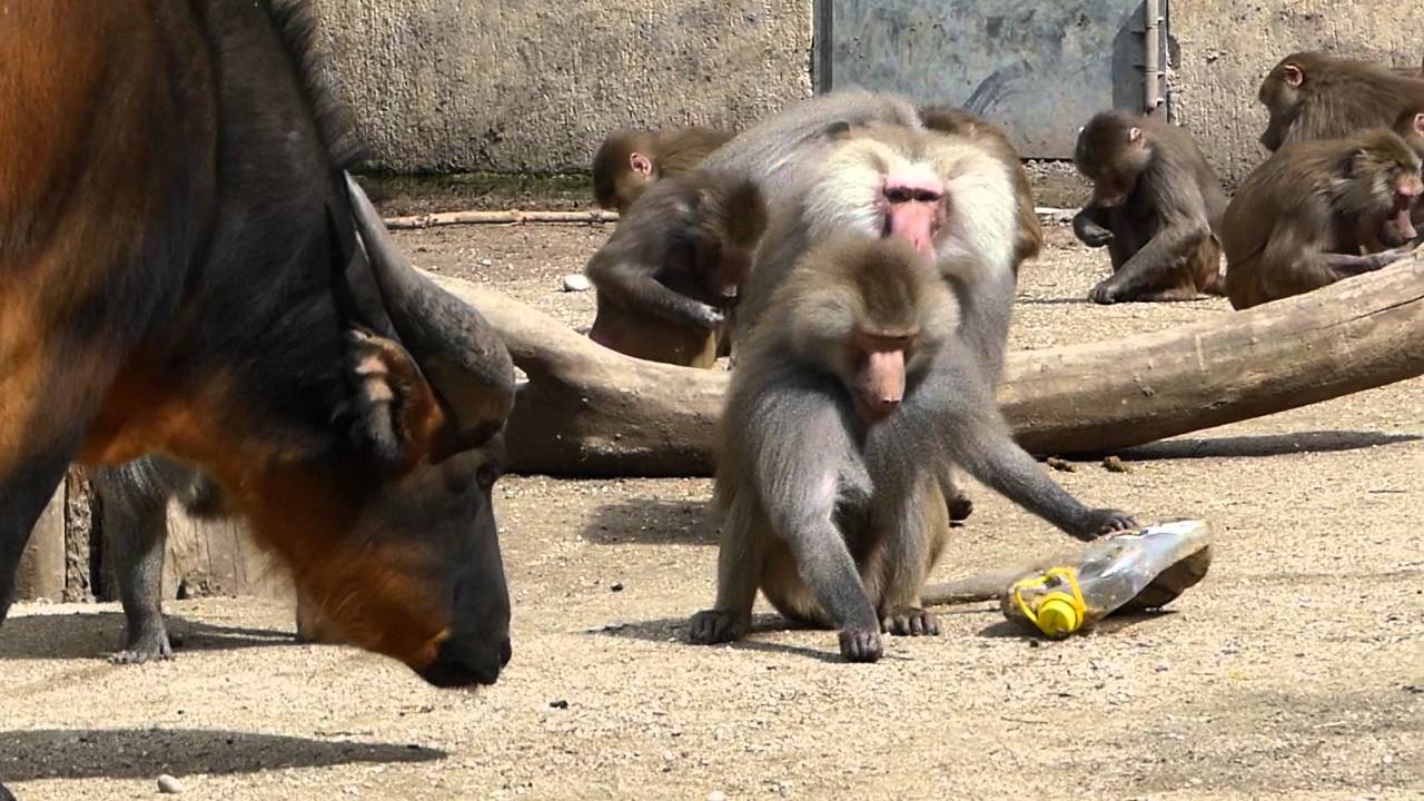 Pavian und der Futter  Kanister . Zoo Augsburg