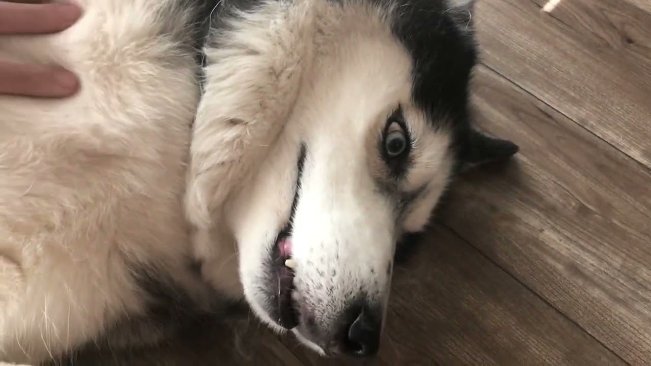 My goodest boy giving me the shark face.