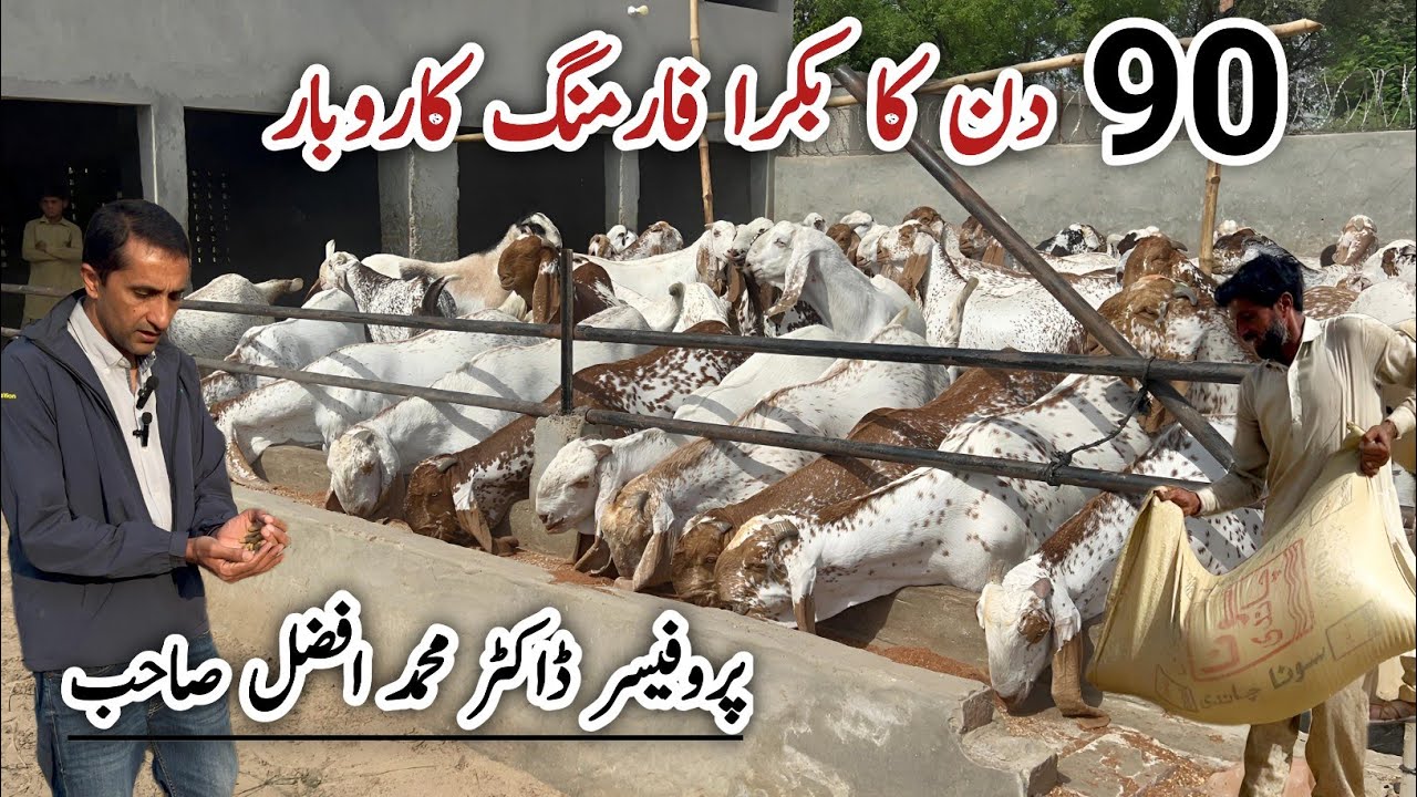 90 Din Mein Bakra Farming Business | Goat Farming Business Pakistan | Kam Paisay Mein Zyada Munafa
