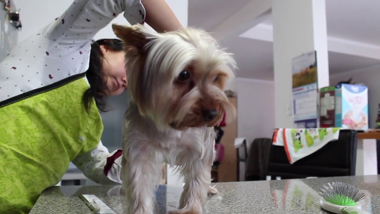 Toilettage / Grooming Yorkshire Terrier Chanel