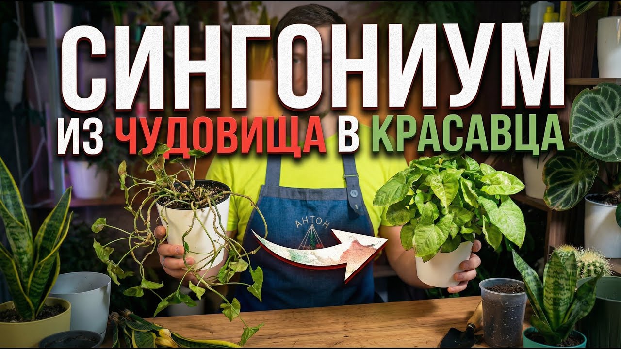 Из чудовища в красавца: обновление сингониума