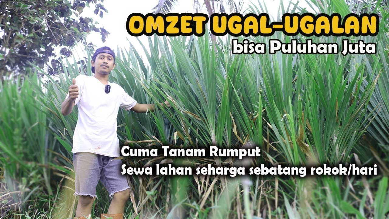 Omzet Ugal-ugalan,Cuma Tanam Rumput pakan domba,sewa lahan seharga sebatang rokok/hari