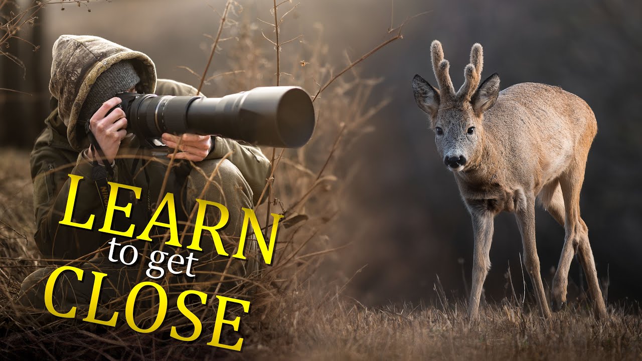 How to get CLOSE to animals - Learn from a PRO. (POV Wildlife Photography)