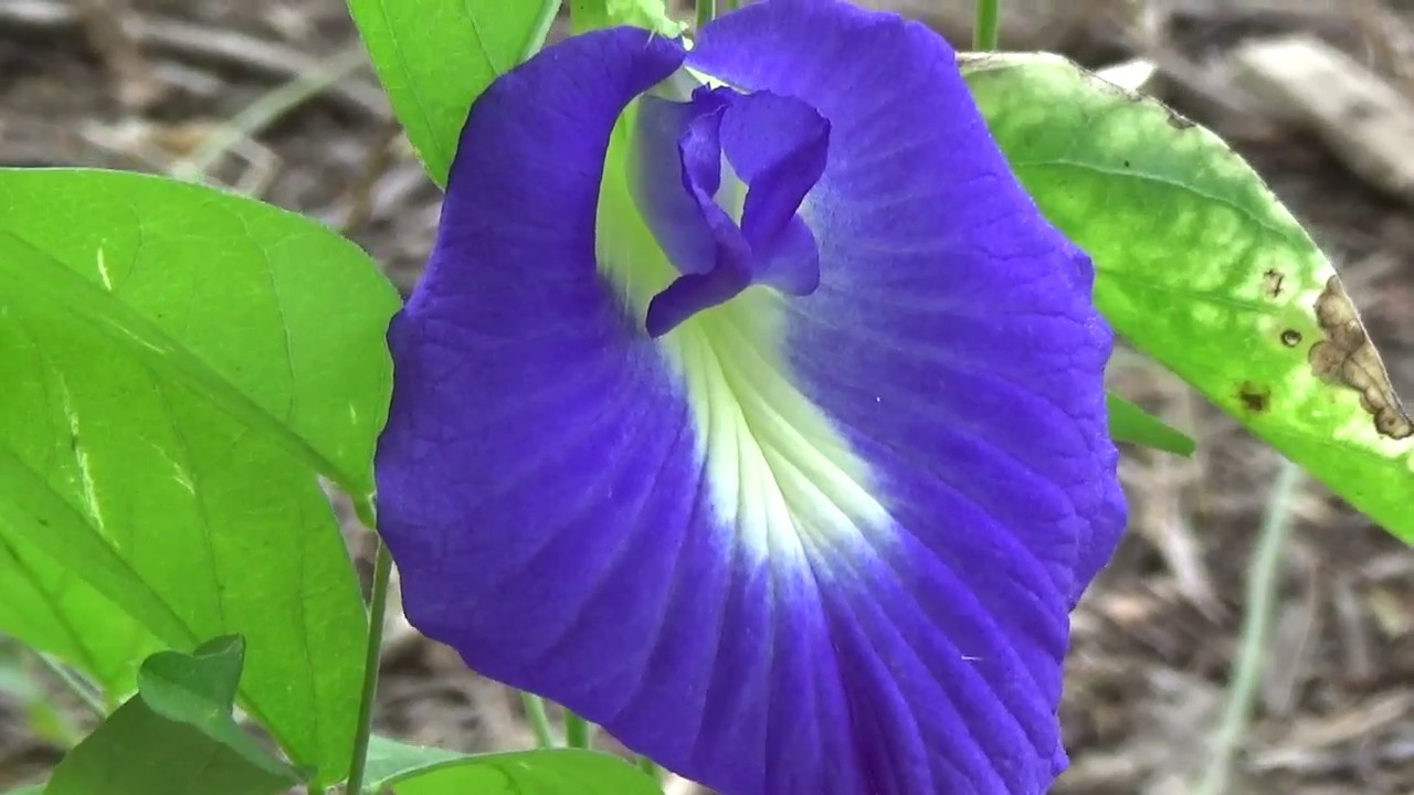 Gokarn flower,Clitoria ternatea, Shankhpushpi, bluebellvine, blue pea, butterfly pea, cordofan pea