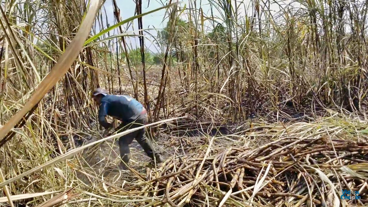 CORTANDO CAÑA | ESTES ES EL TRABAJO MAS PESADO DE GUATEMALA 1/2