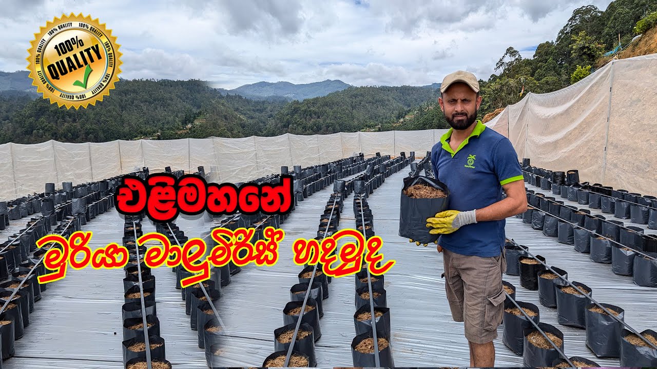 එළිමහනක අලුතින් මුරියා මාළු මිරිස් වගාවක් පටන් ගමු | Capsicum Farming | Smart Agri 0769808008