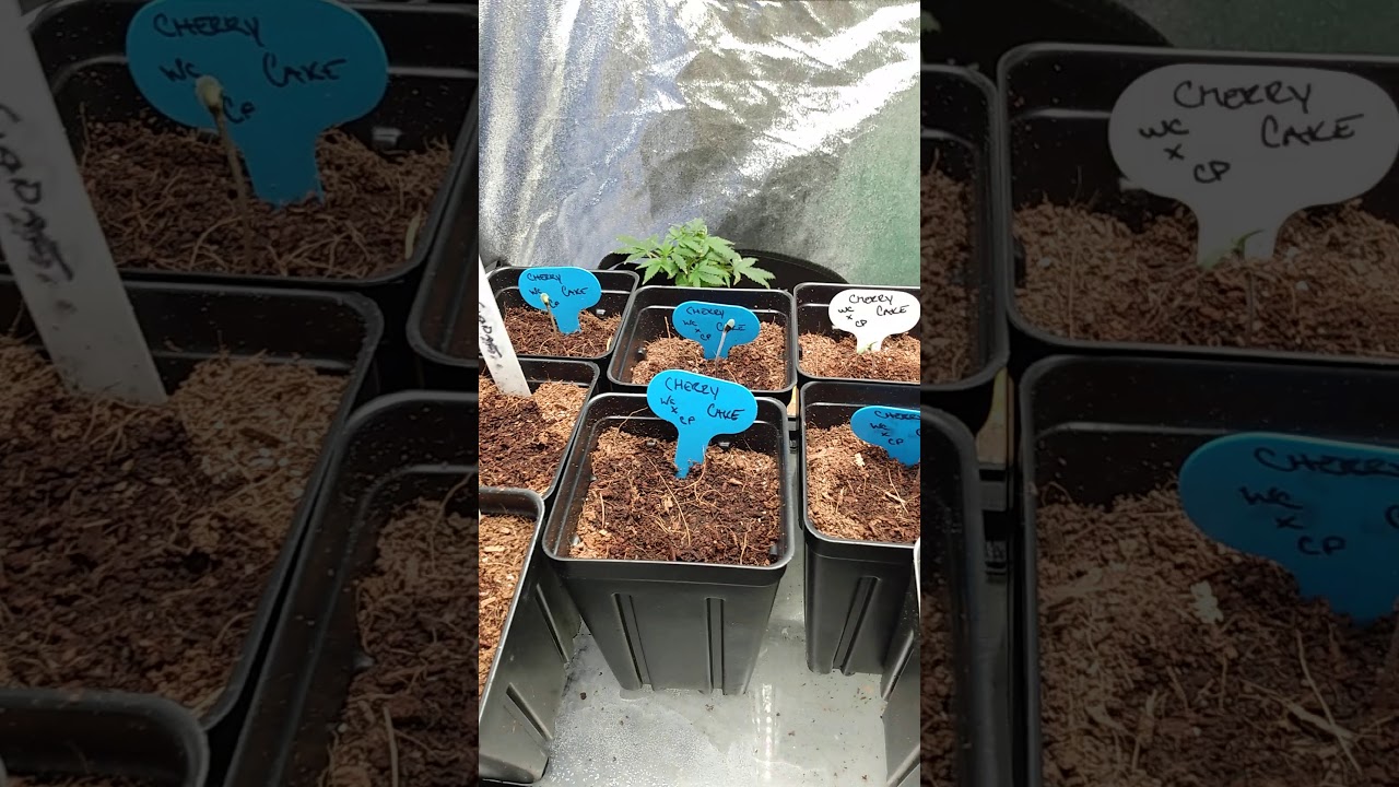 Pheno Hunt West Coast Genetics Elev8 Twenty20 Seeds