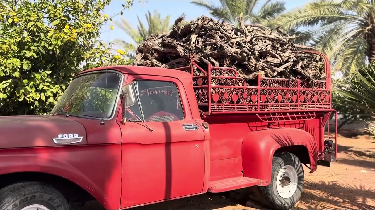 فلوق اليوم  في محمية القحويان🦢🌼| القاعد، حائل |🐎Volg  