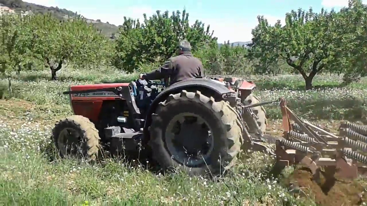 MASSEY FERGUSON 374F labrando almendros