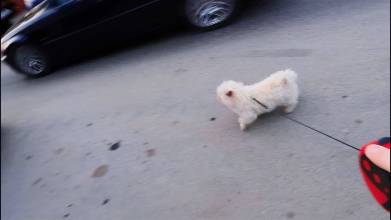 MI-AM LASAT CAINELE SA MA PLIMBE PENTRU O ZI *era sa ne calce masina*