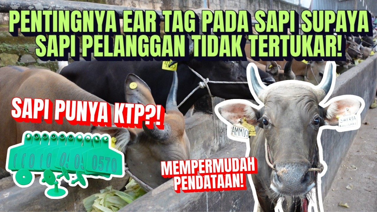 Eartag Sapi KTP Ternak