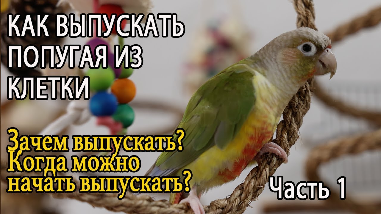 КАК ВЫПУСКАТЬ ПОПУГАЯ ИЗ КЛЕТКИ Часть 1