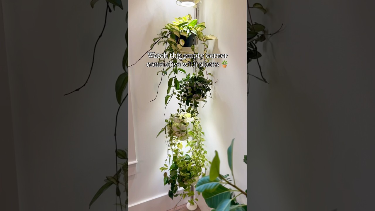 Empty corner ➡️ vertical plant paradise 🪴❤️ #plants  #plantshelfie