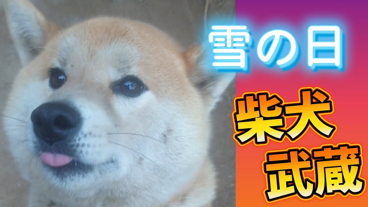 雪の日#柴犬 #武蔵 #shibainu #しばいぬ 