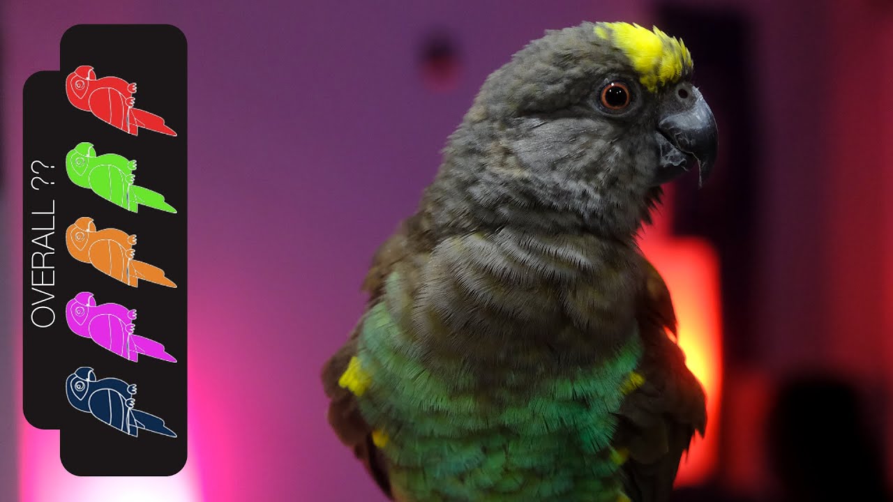 Meyer's Parrot, The Best Pet Parrot?