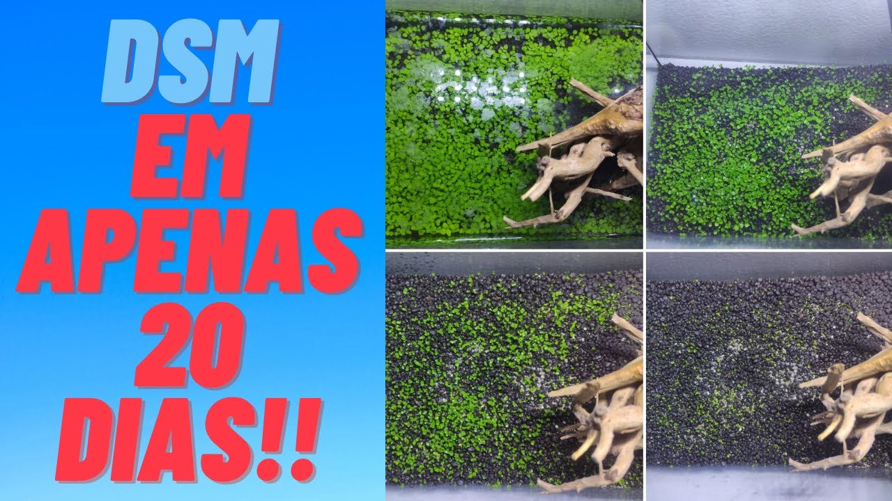 DSM (Dry Start Method) em apenas 20 dias, fácil e prático - Sementes da China - Aqua Ocean Tech 7L