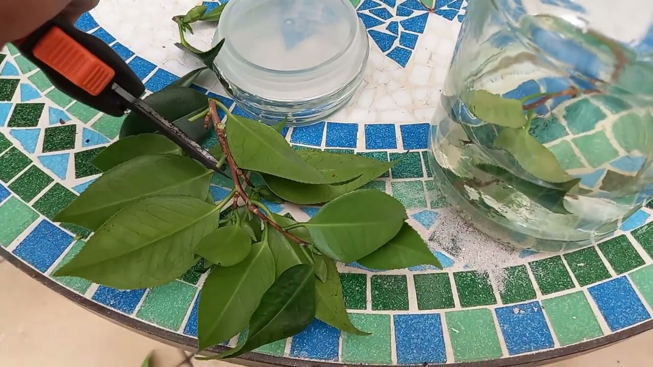 How to take cuttings for propagating a camellia plant