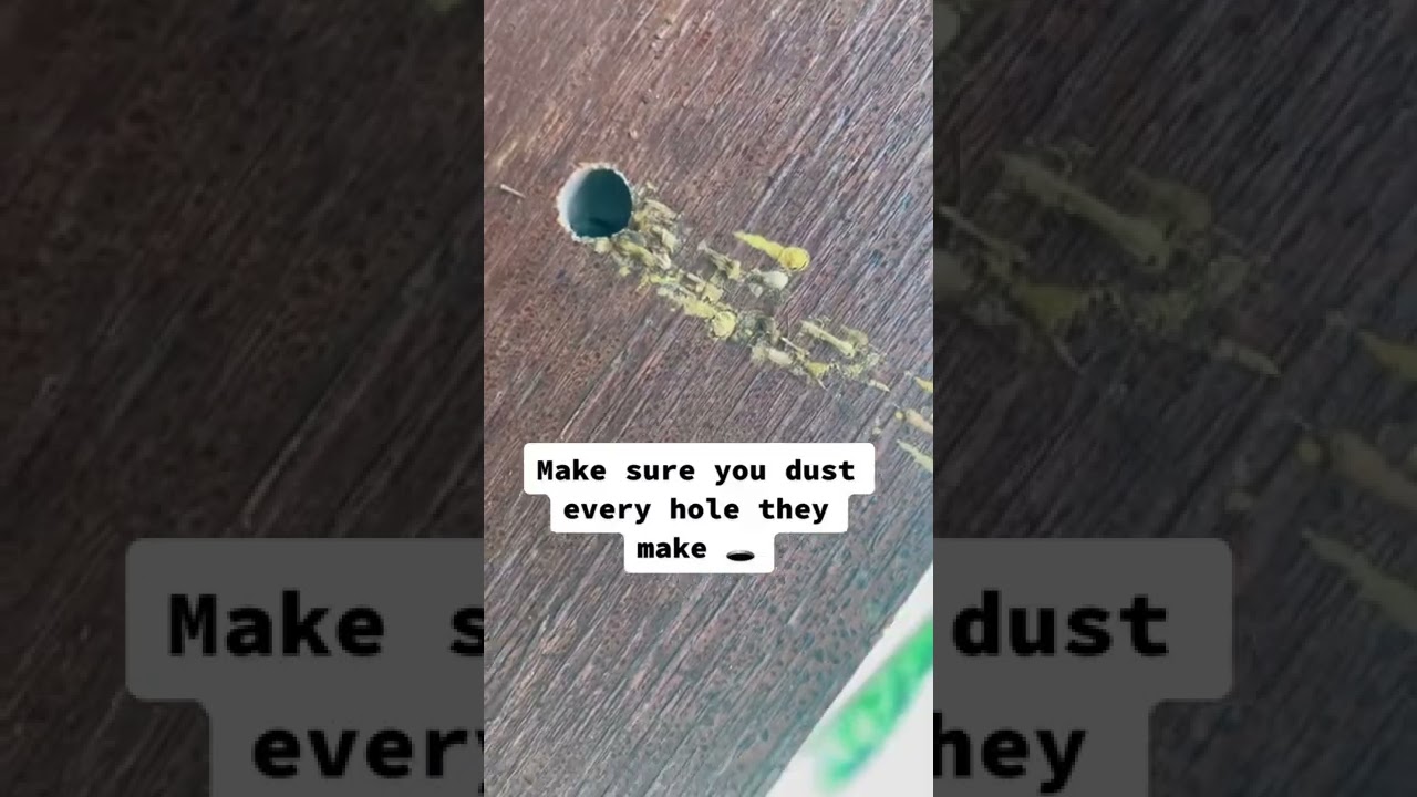 Лечение пчел-плотников #пчелы