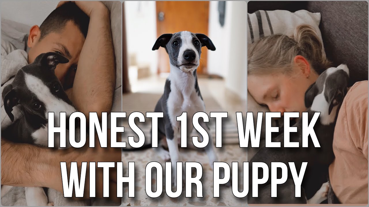 Honest first week of owning a puppy | first week with our whippet puppy | first week with our puppy