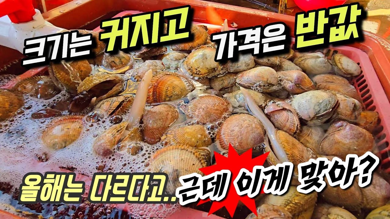 시즌시작~올해는 다를까?  실량 약500g에 10만원.. 내린듯 안내린듯 한 느낌! 소비자들의 선택은...