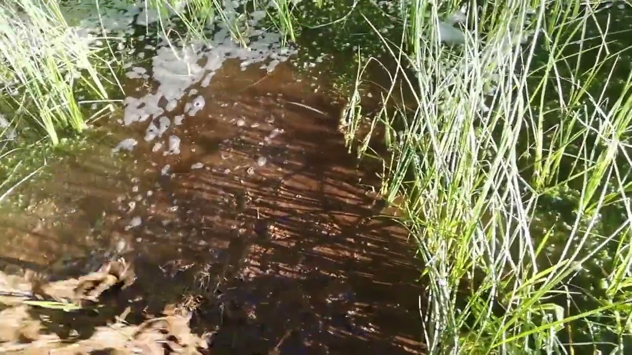 акпп тайота  на вазовский мотор испытания.