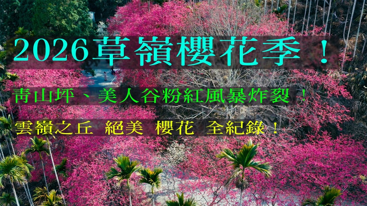 2026草嶺櫻花季！青山坪、美人谷粉紅風暴炸裂，雲嶺之丘絕美雲海全紀錄！