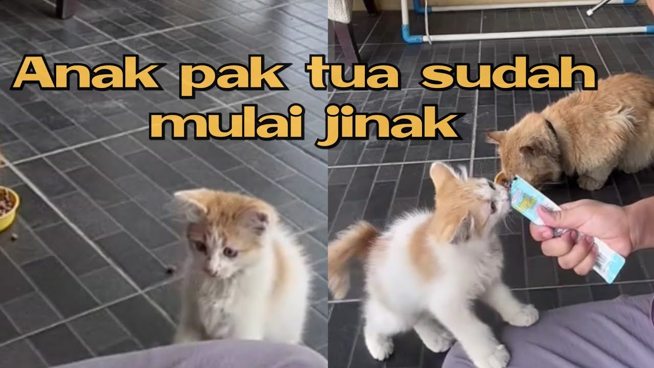 Anak pak tua sudah mulai jinak #kucingpororo #cicichania #inipororo