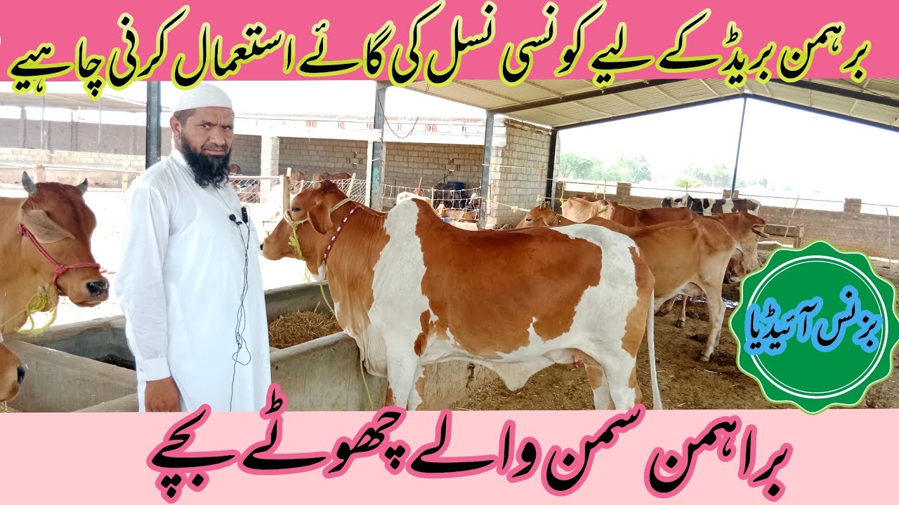 براہمن نسل کی گائے |  کونسی نسل کی بریڈ کروائیں | مکمل معلومات