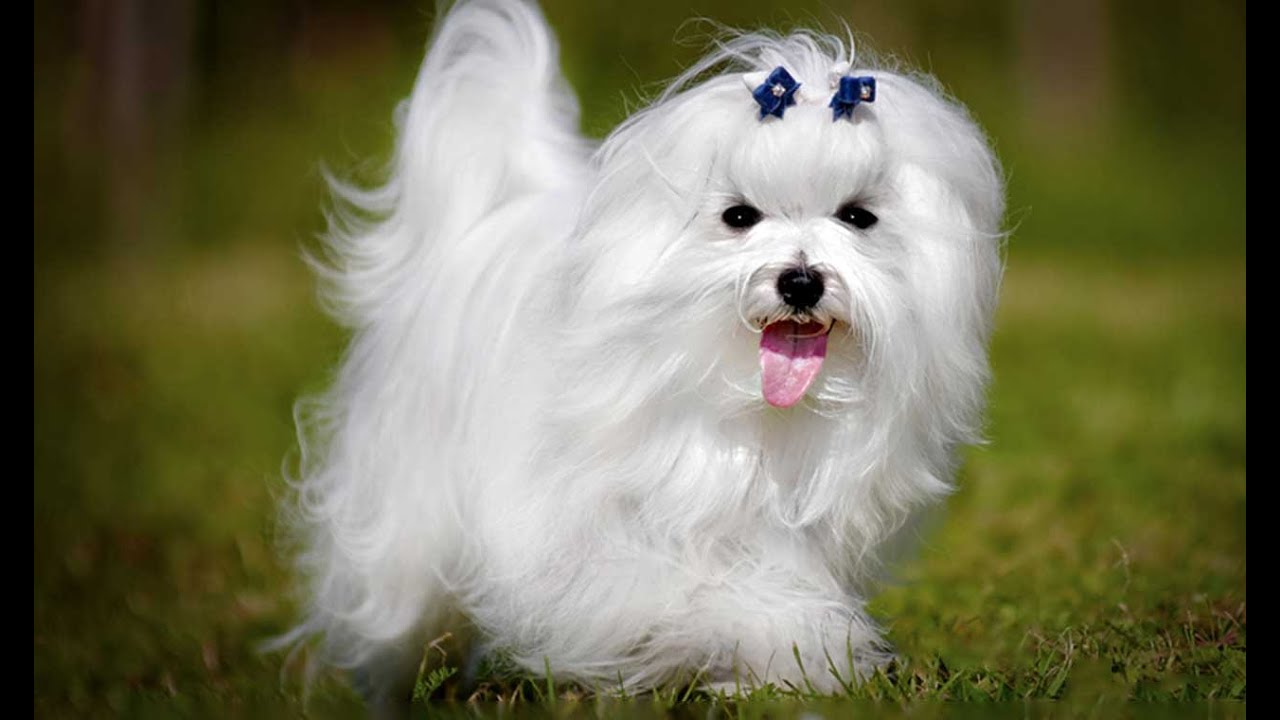 What COAT TYPE is Your DOG? What are the GROOMING NEEDS of Your DOG?