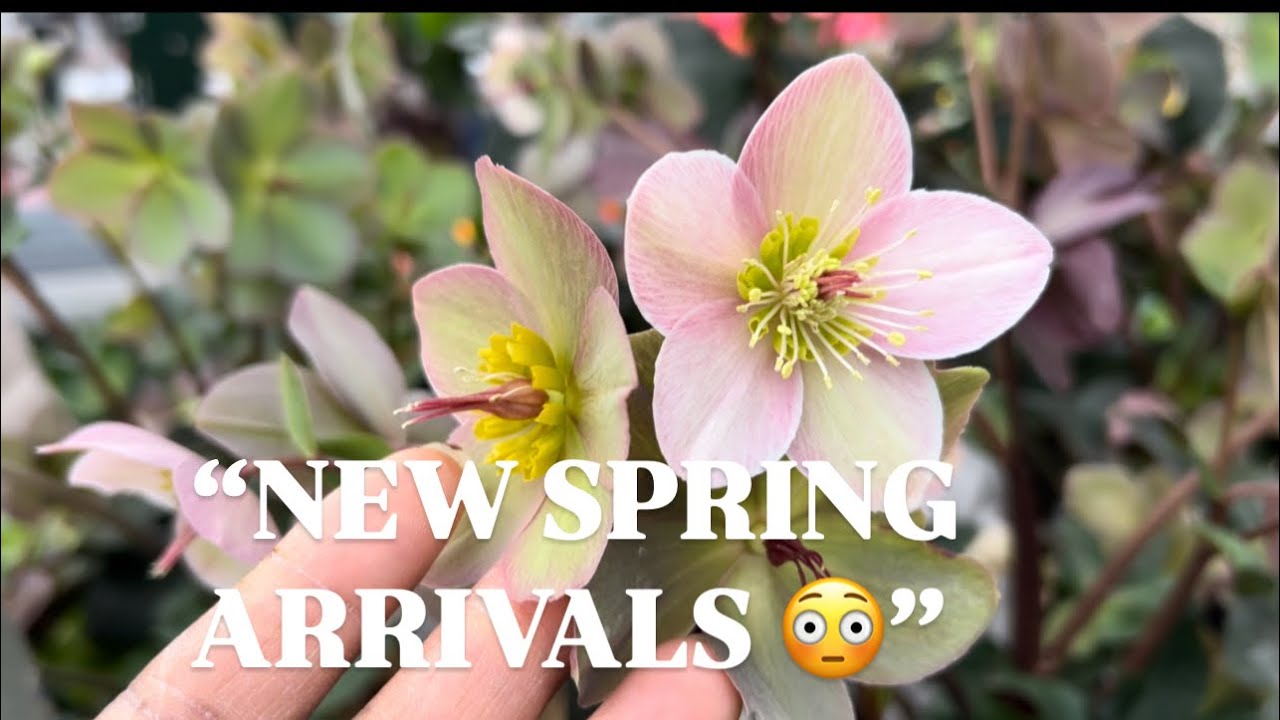 The PRETTIEST Spring Plants at the Garden Centre Right Now! 🌺