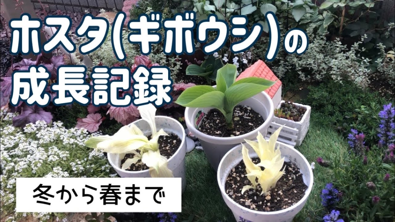 ホスタの成長記録/ホールソーでプランターの底穴を開けてみた【ちくわの日常の16】