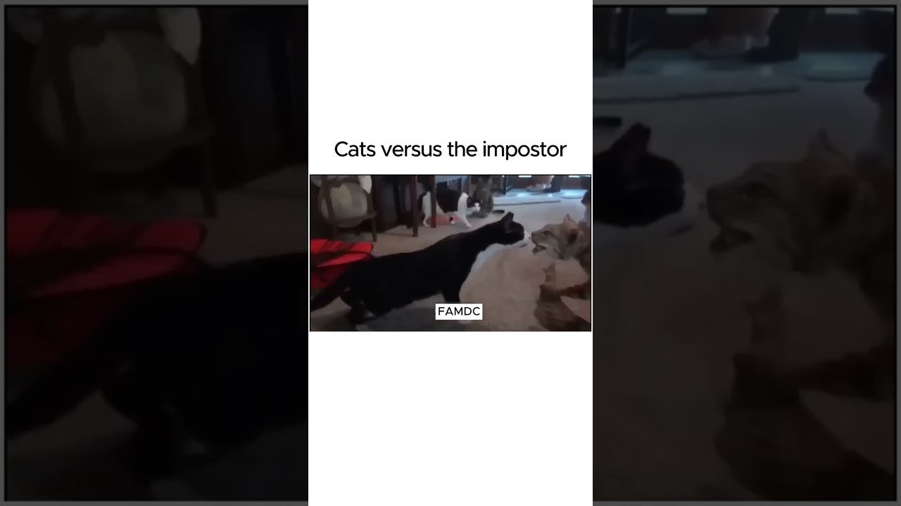 Cats versus the impostor  | Funny Animal Moments 🤣😂