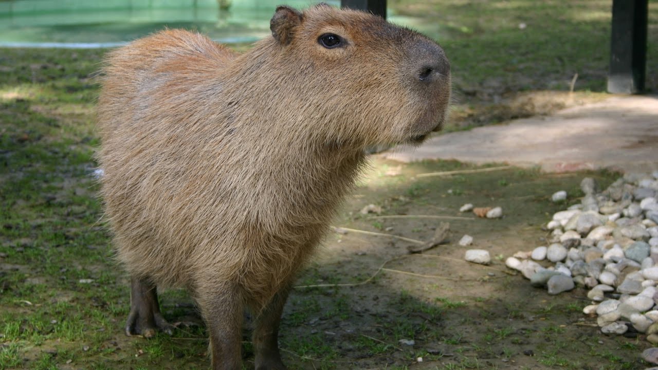 Kapibara Idemo u zoo