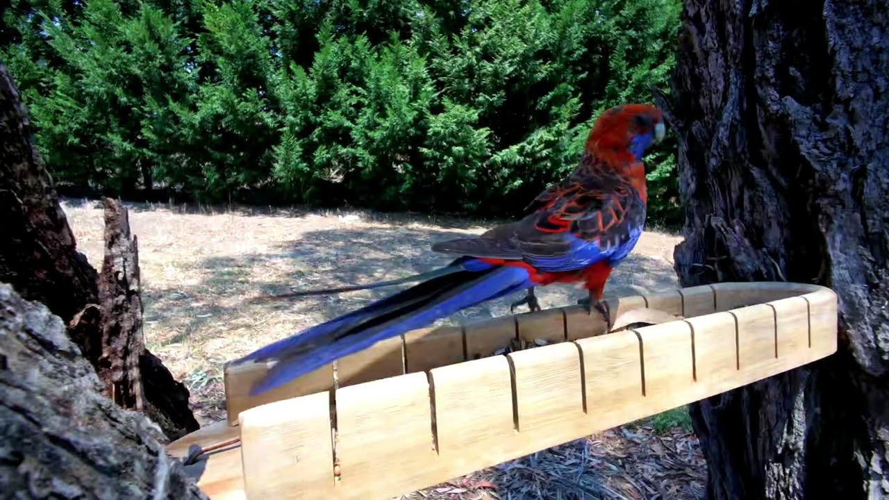 Calming meditation for sleep | Australian birds at the feeder | Stress Relief | Study music 