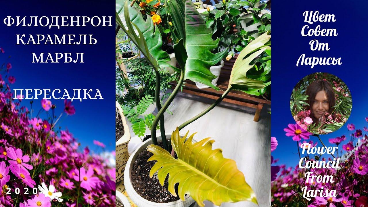 ФИЛОДЕНДРОН КАРАМЕЛЬ МАРБЛ ПЕРЕСАДКА 4К