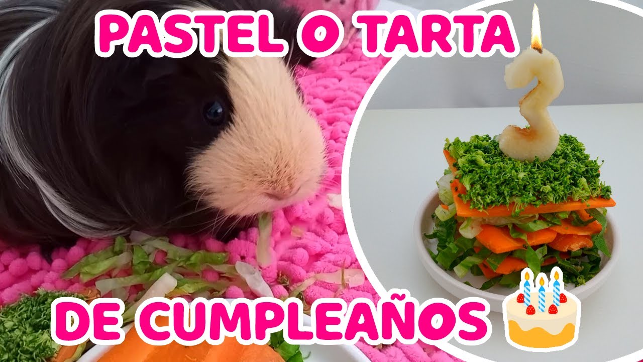 PASTEL PARA CUYOS Y CONEJOS 🎂 | RECETAS para ROEDORES