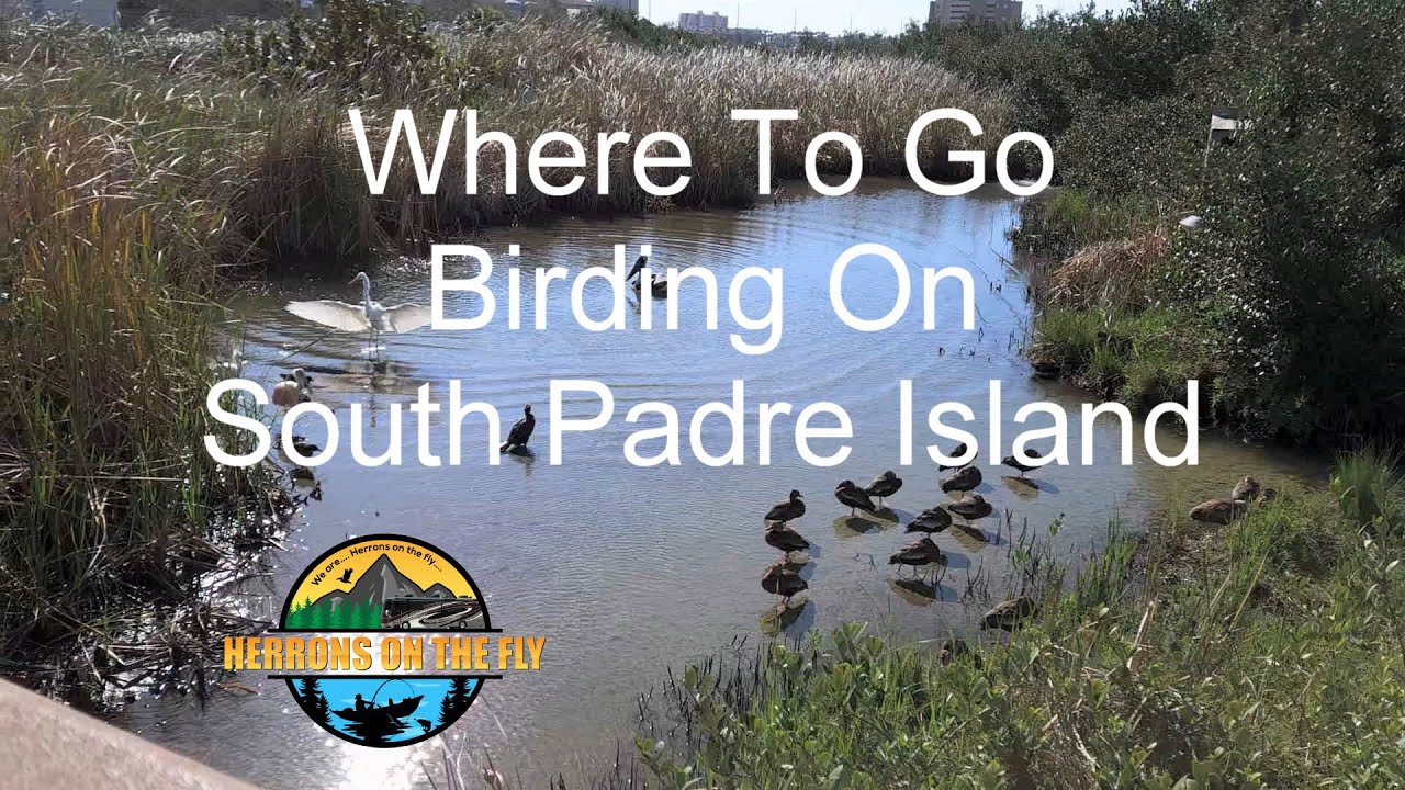 Where to Go Birding on South Padre Island - Valley Land Trust, Convention Center, Mudflats & More