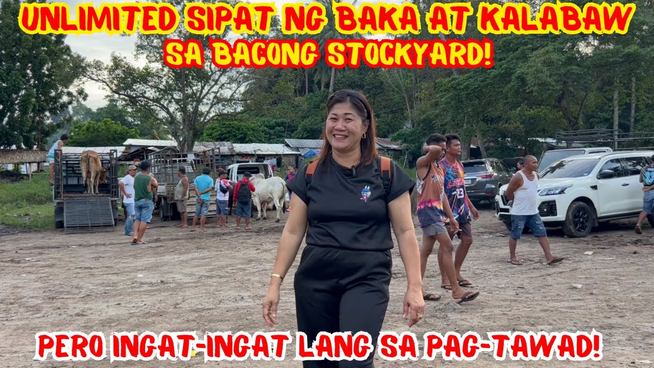 UNLIMITED SIPAT NG BAKA AT KALABAW SA BACONG STOCKYARD! PERO INGAT-INGAT LANG SA PAG-TAWAD!