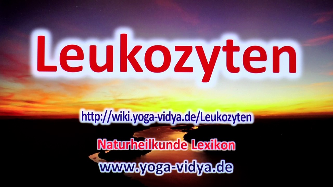 Leukozyten