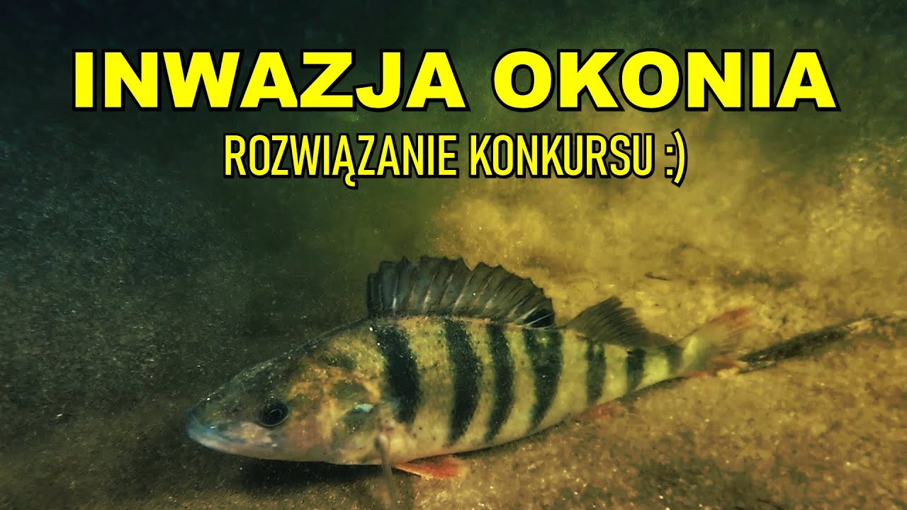 NURKOWANIE, JEZIORO NIESŁYSZ, ROZWIĄZANIE KONKURSU