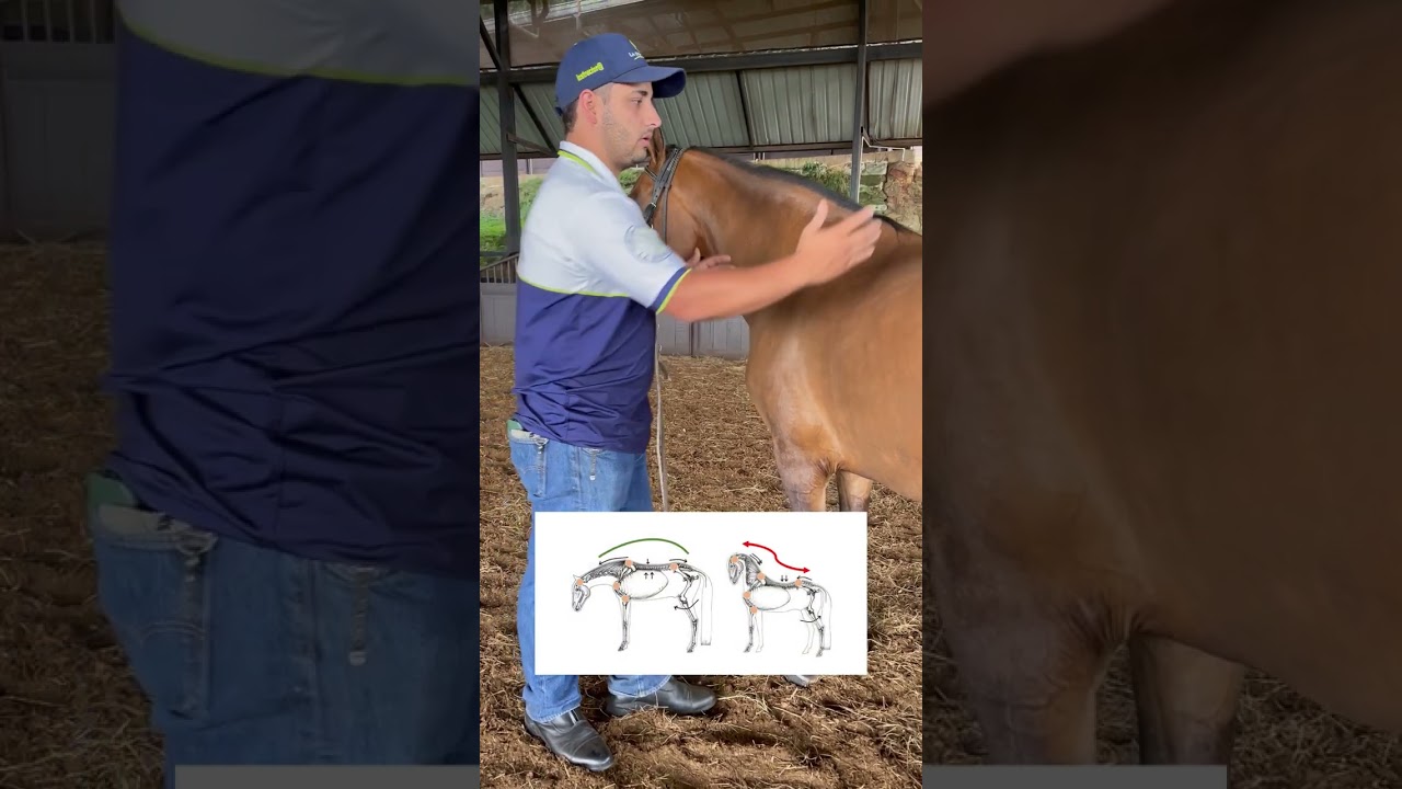 Tip para que cuides el dorso de tu caballo