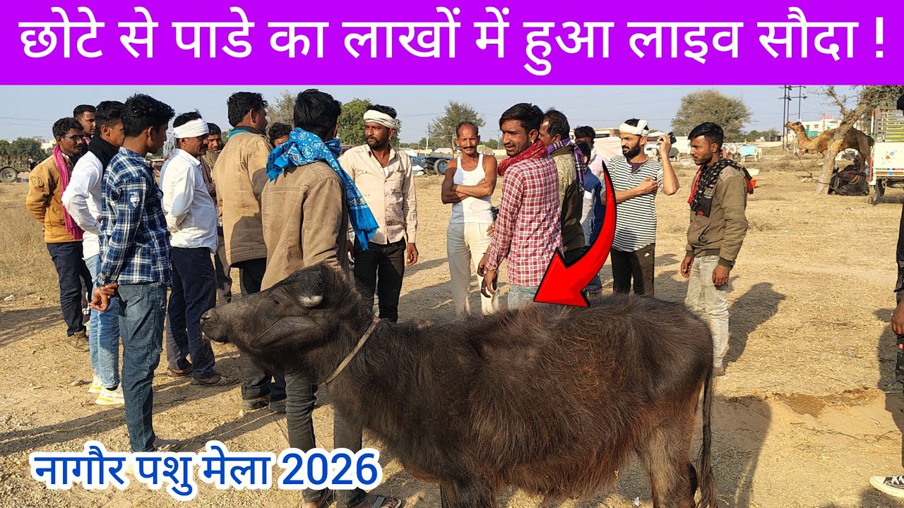 छोटे से पाडे का लाखों में हुआ लाइव सौदा ! नागौर मेले में मची खलबली ! Nagaur Pashu Mela 2026 