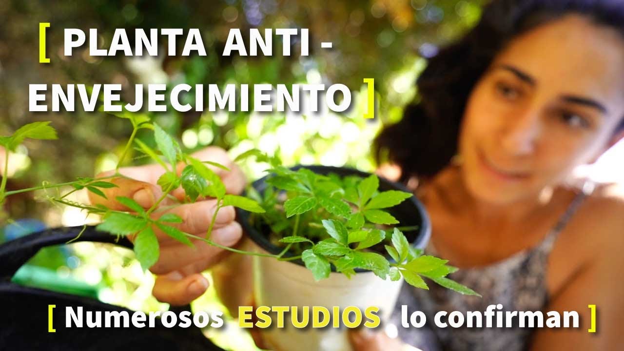 La PLANTA de la LONGEVIDAD 🌿[CULTIVO y USOS Medicinales]