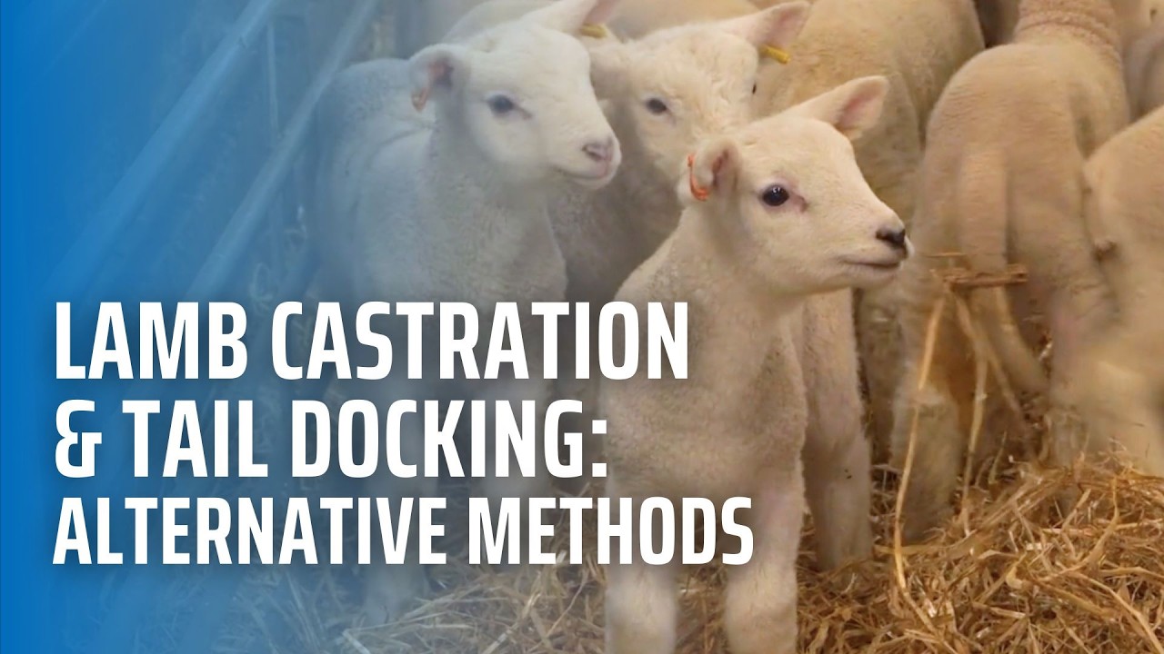 Lamb Castration & Tail Docking: Alternative Methods