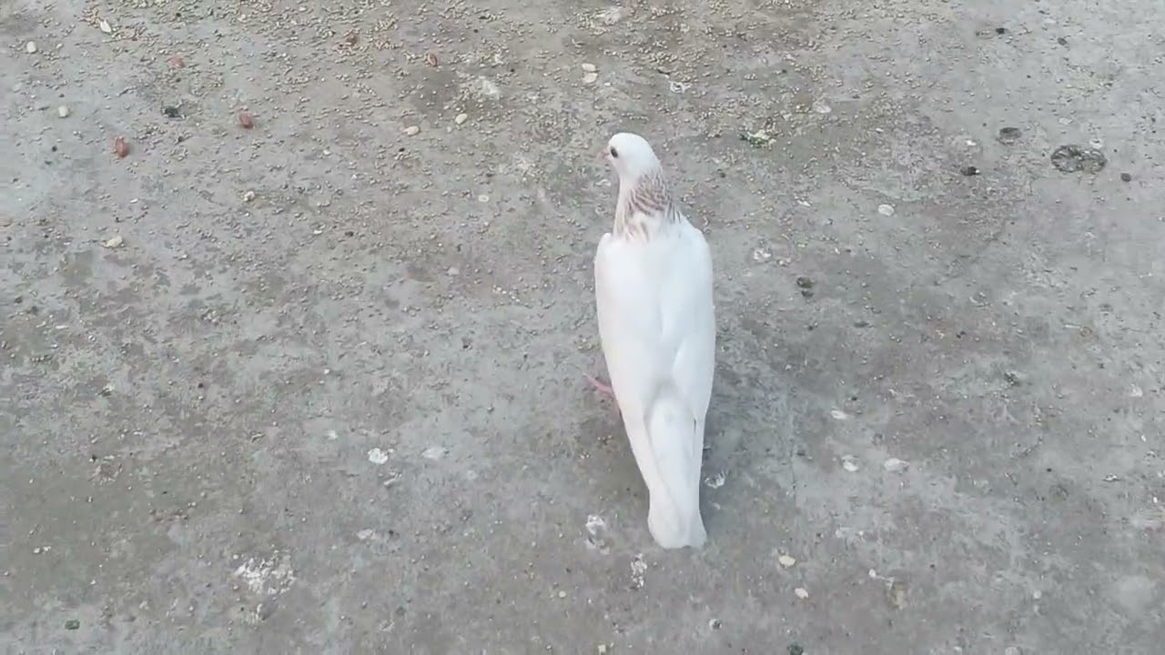 Charlie champion Murga 🐓 kahani sultan 🕊️ka hasane ka aur chota bacha comedy video||