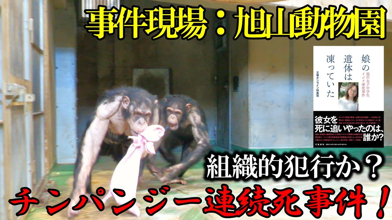 税金を使って動物虐待を行っている旭山動物園　キャロ兄ちゃんとハルキ兄ちゃんに受け入れられたガッツ　チンパンジー　202404