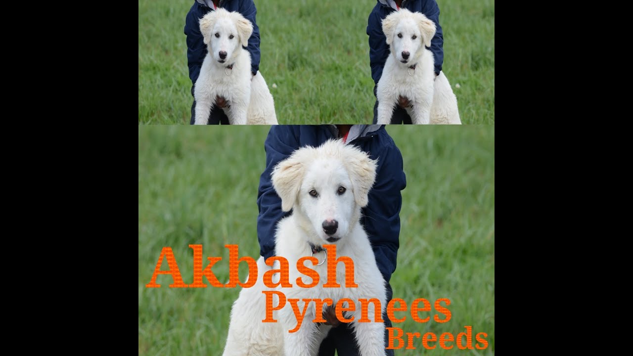 Akbash Pyrenees | akbash pyrenees mix | akbash pyrenees dog | Great Pyrenees