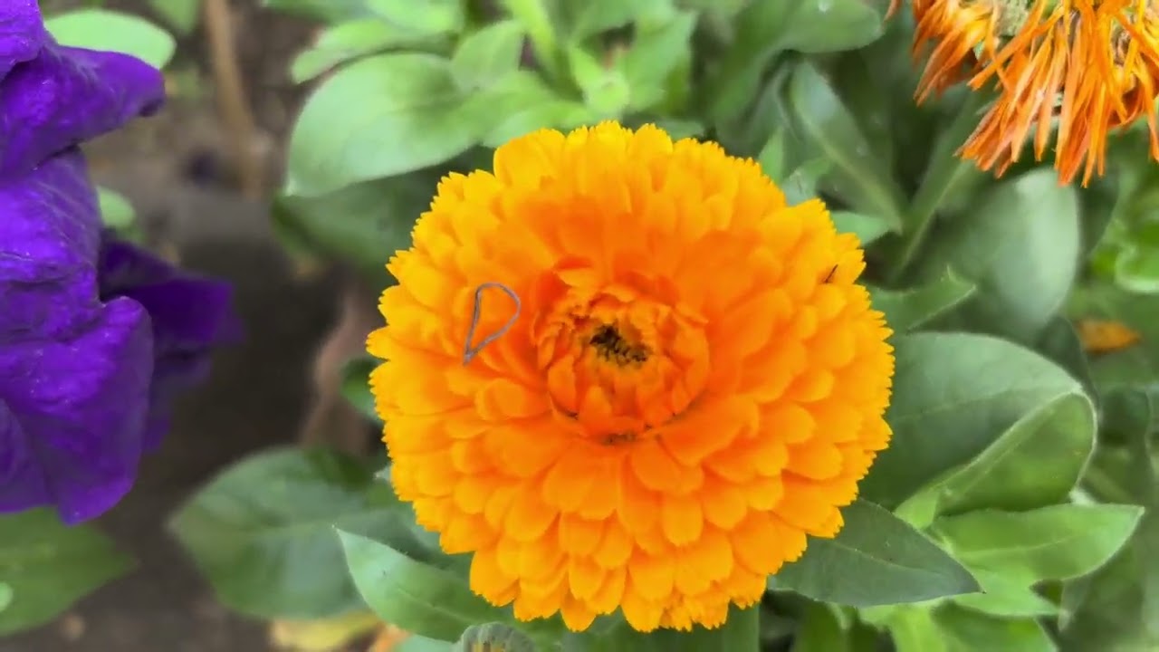 My Garden (2026)